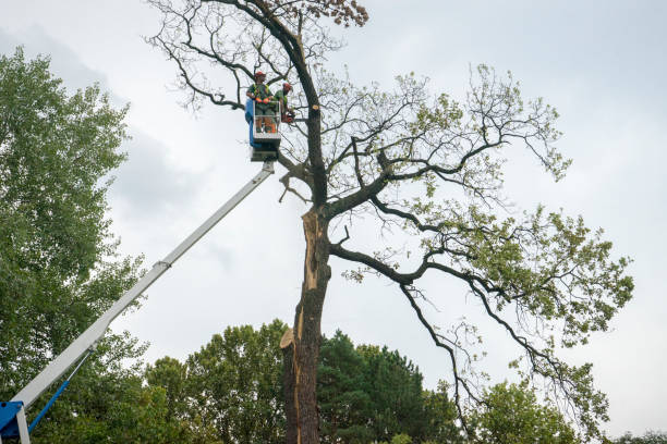 Best Storm Damage Tree Cleanup  in Newport, NC