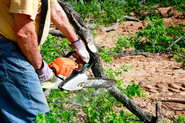 Best Tree Mulching Services  in Newport, NC